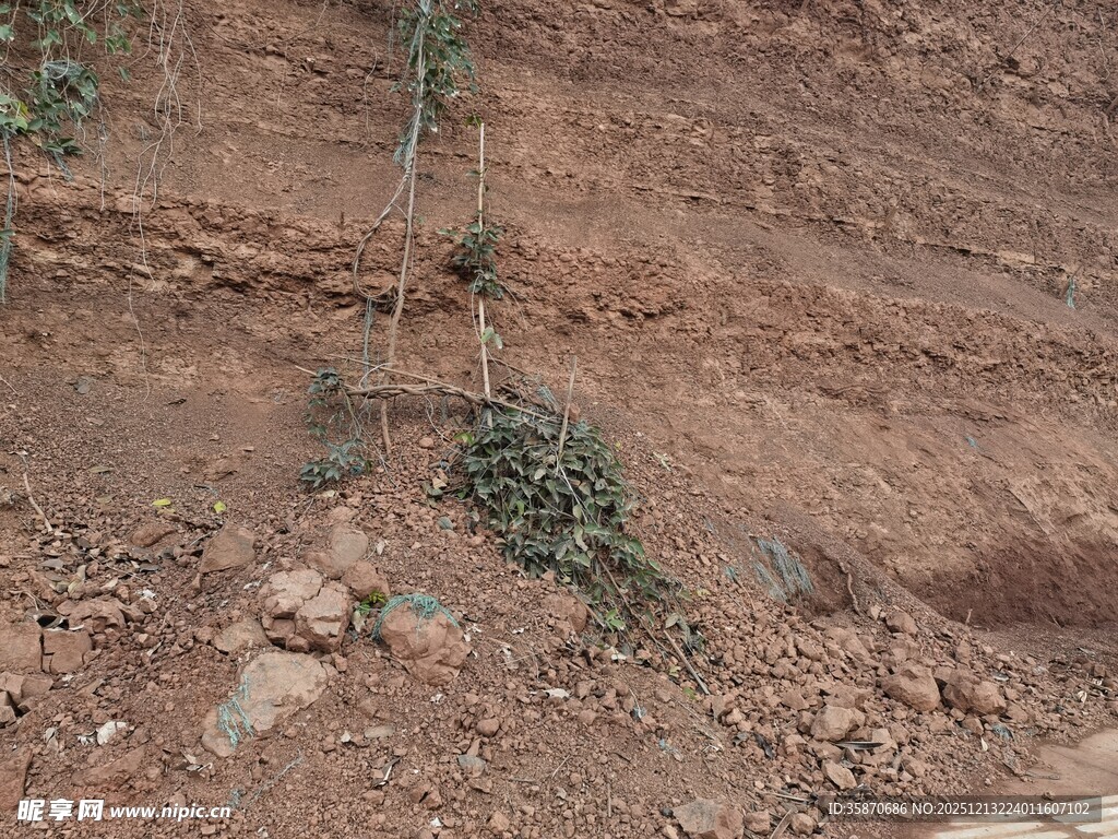 山坡上的绿色小植株