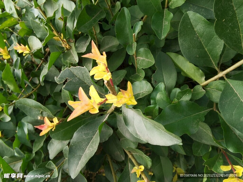 绿叶间的黄色小花