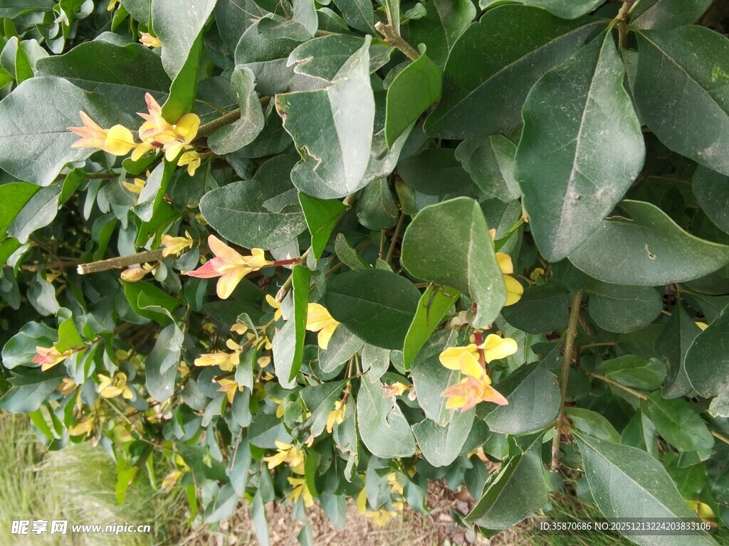 绿叶间绽放的黄色小花