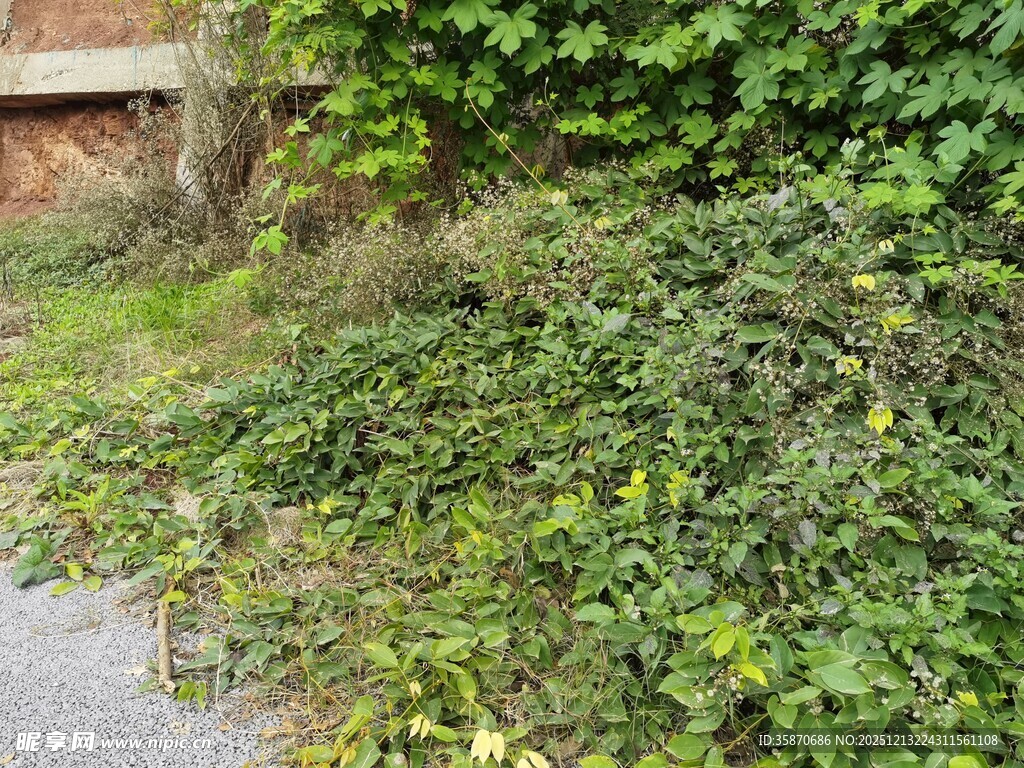 路边繁茂的绿色藤蔓植物