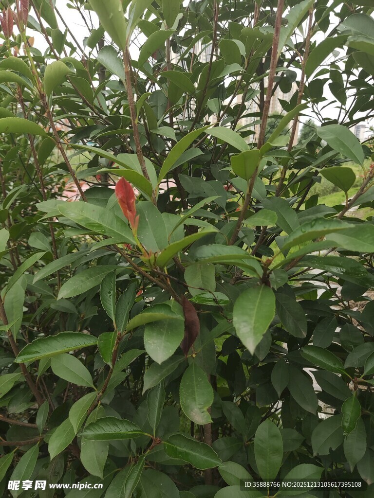 绿叶丛中一抹红