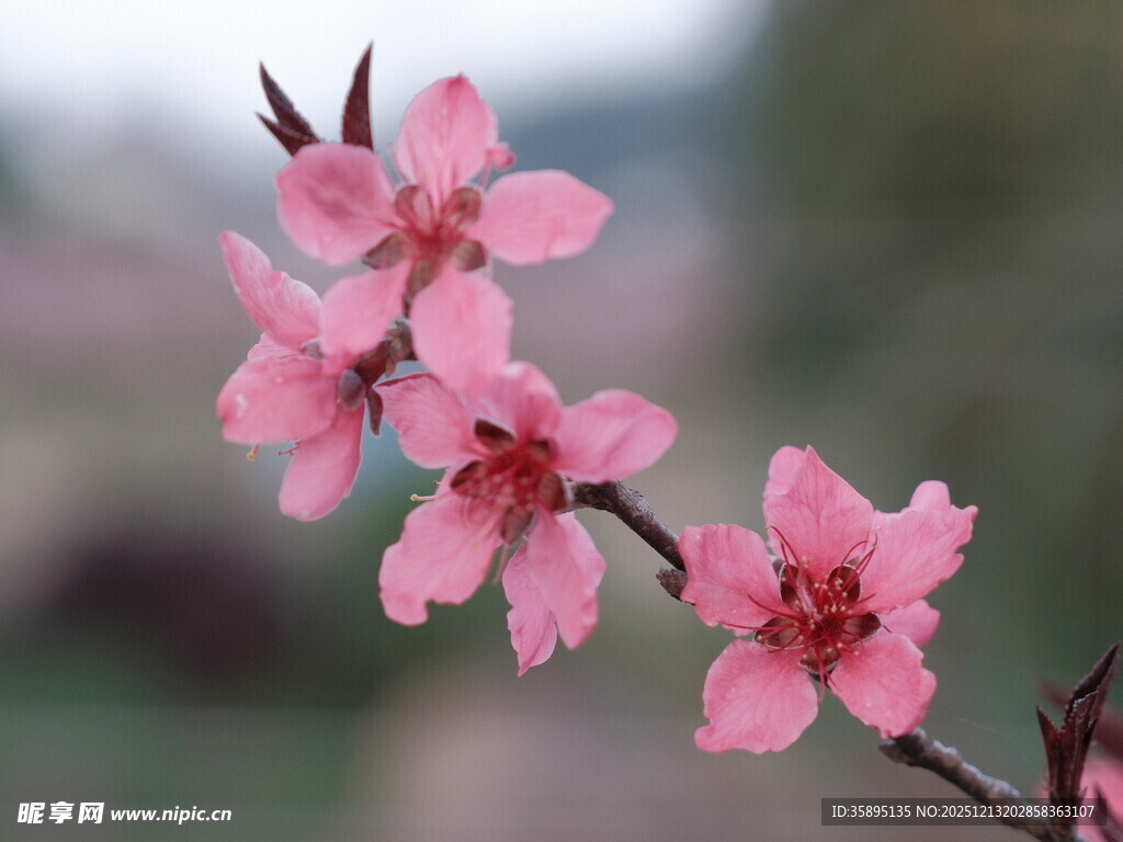 绽放的粉嫩桃花
