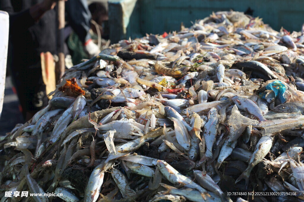 大量鲜鱼堆成小山