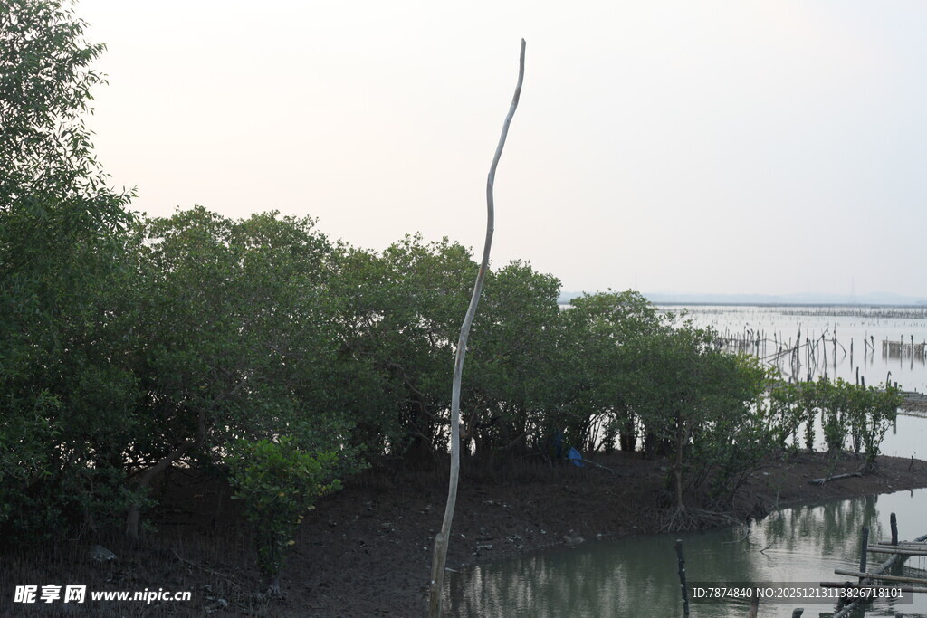 河畔绿树成荫的自然景致