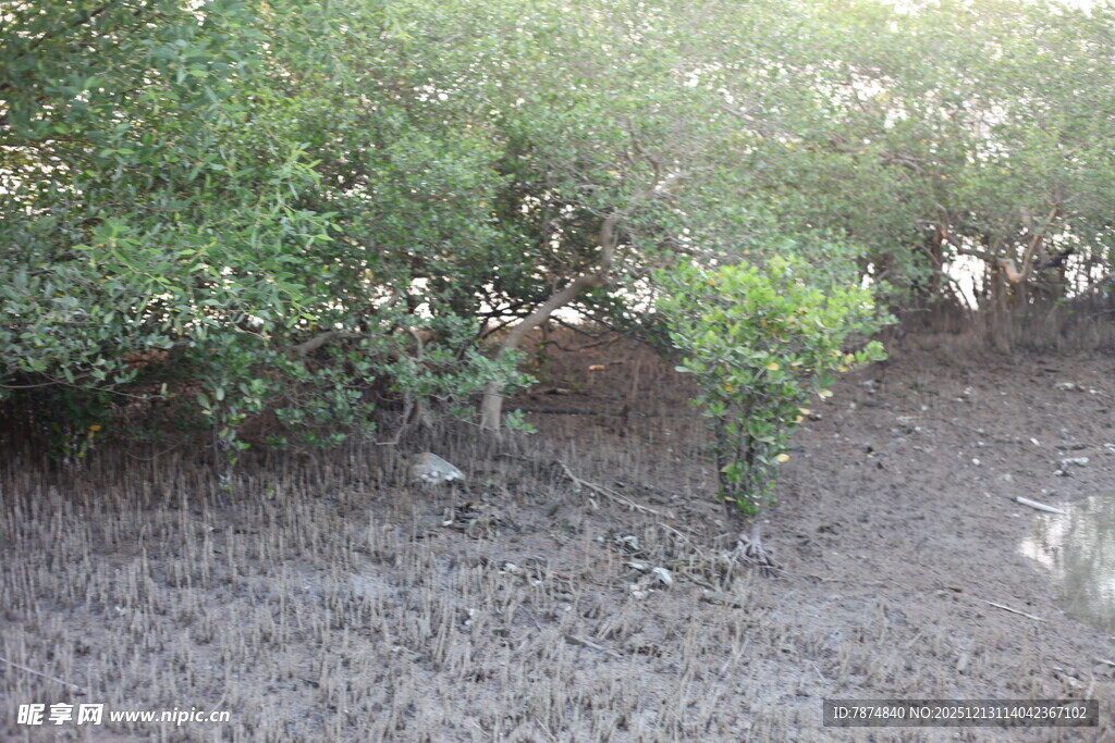 红树林湿地景观