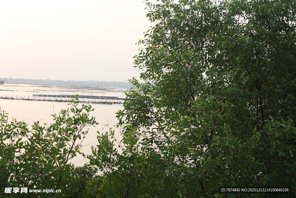 林间远眺开阔水域景色