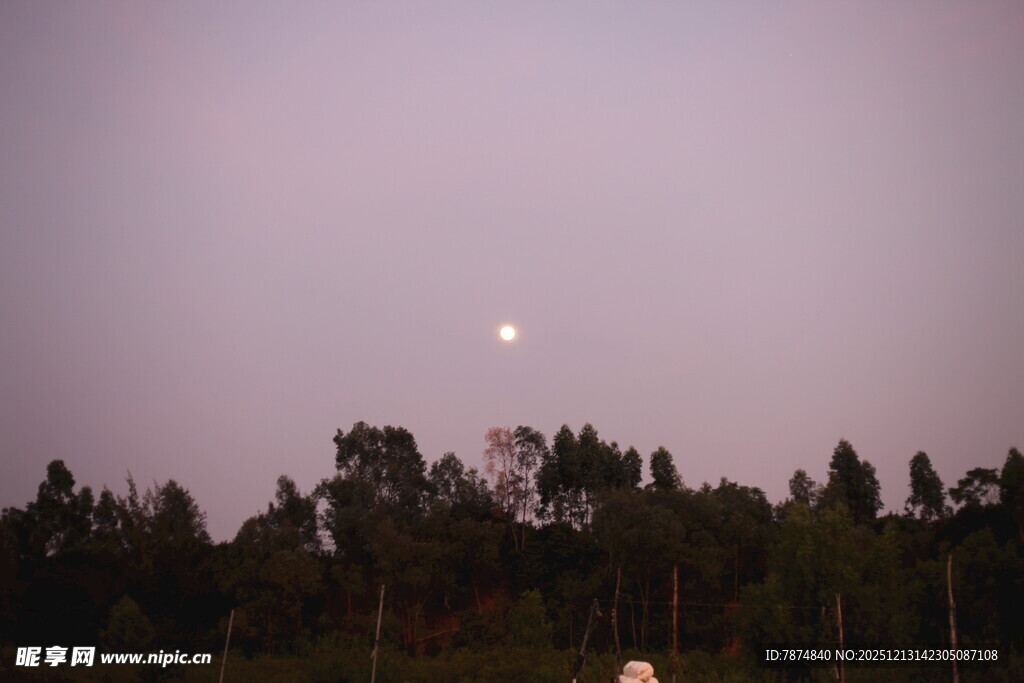 夜幕下的月与树林