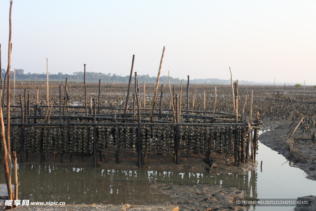 海边木桩养殖场景
