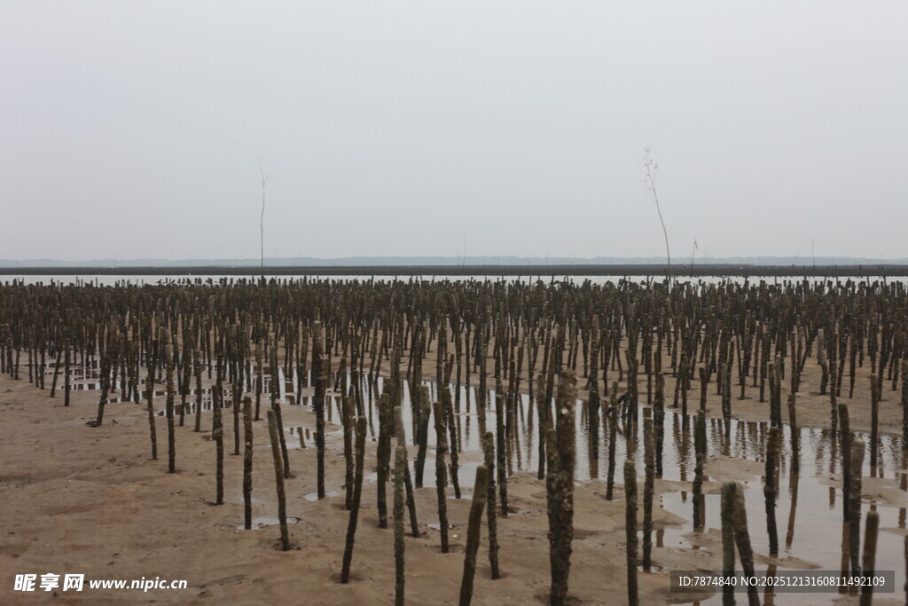 海边林立的木桩景观