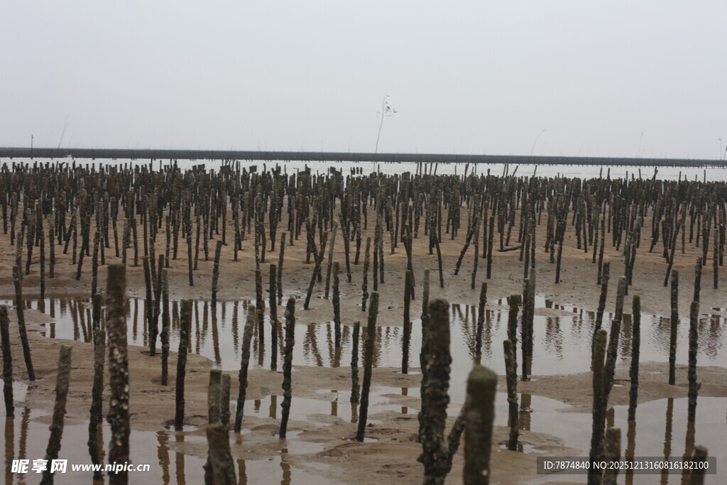 滩涂木桩景观