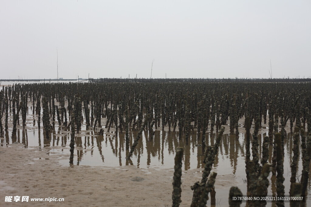 海边林立的木桩景观