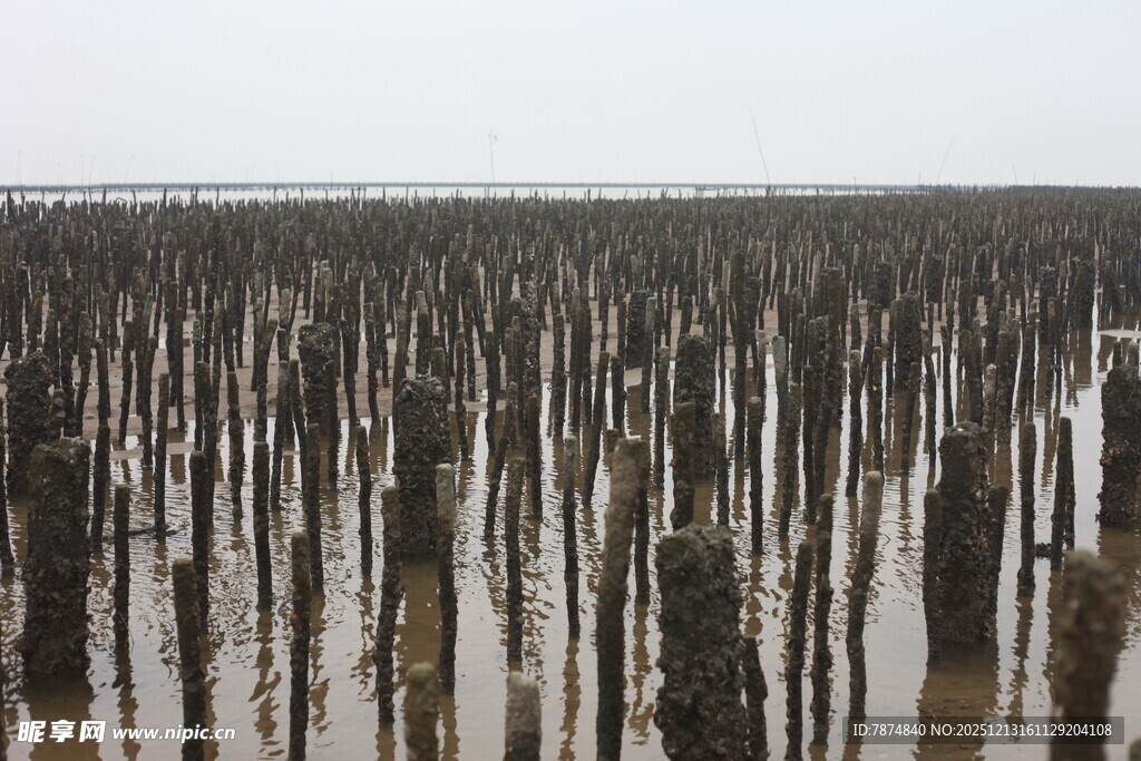 海上林立的养殖桩柱
