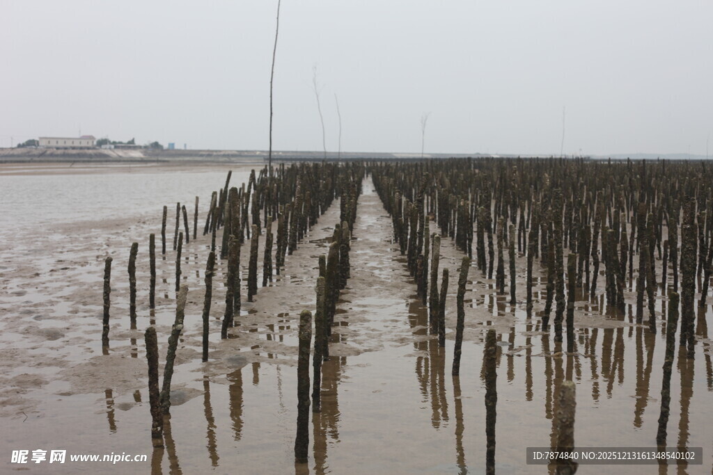 滩涂木桩景观