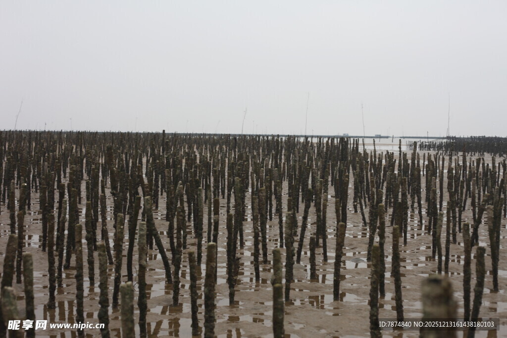 海边林立的木桩景观