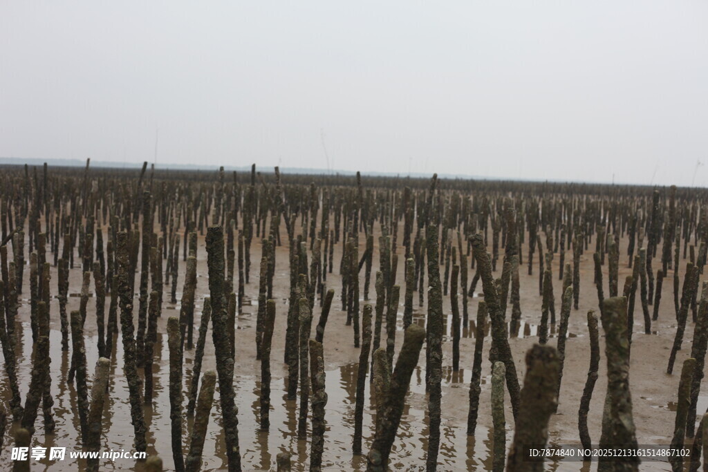 枯树林立的荒凉景象