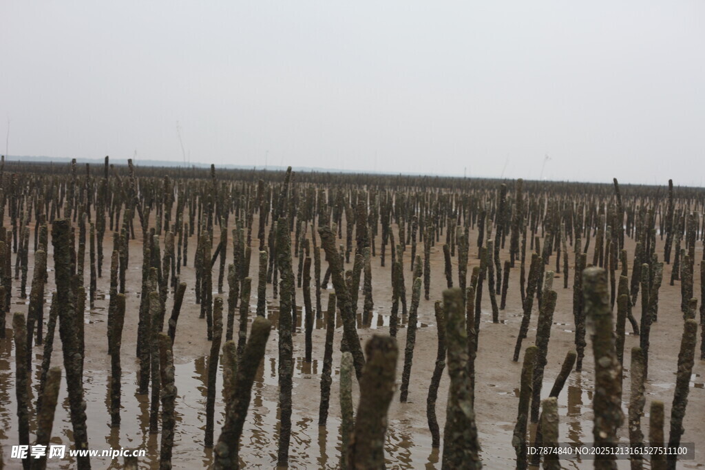 滩涂林立的枯木桩景观