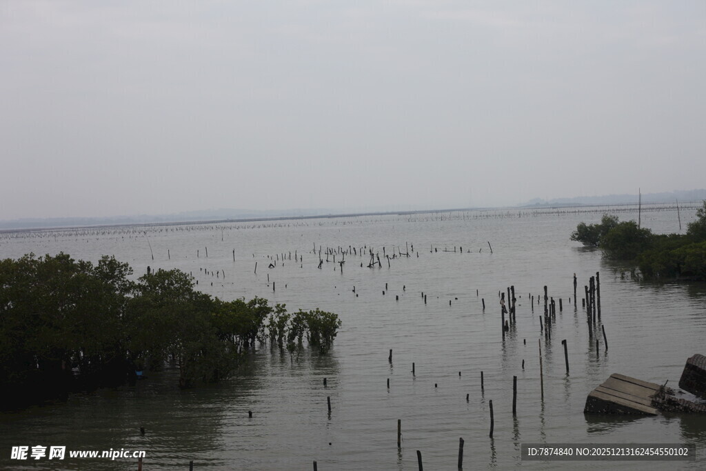 水上红树林景观