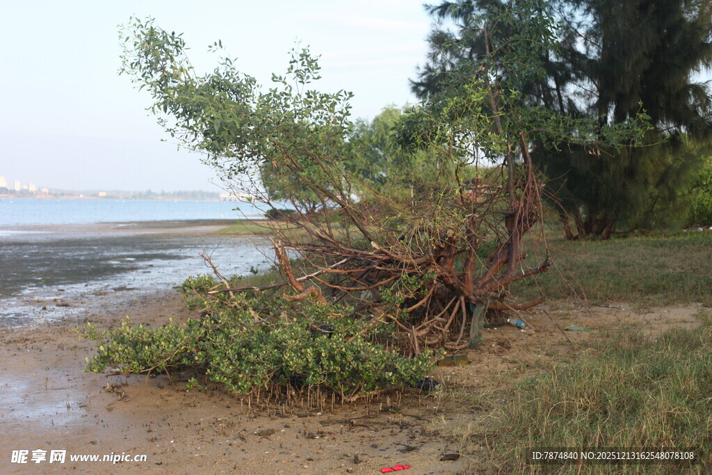 岸边倒伏树木与荒芜景象