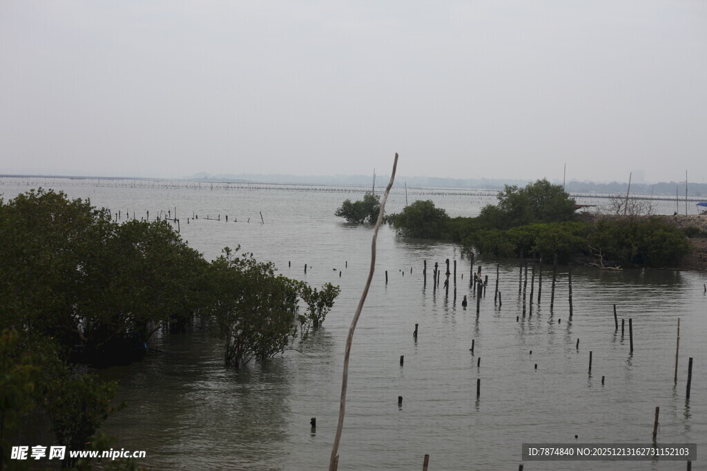 湿地水域中的茂密红树林