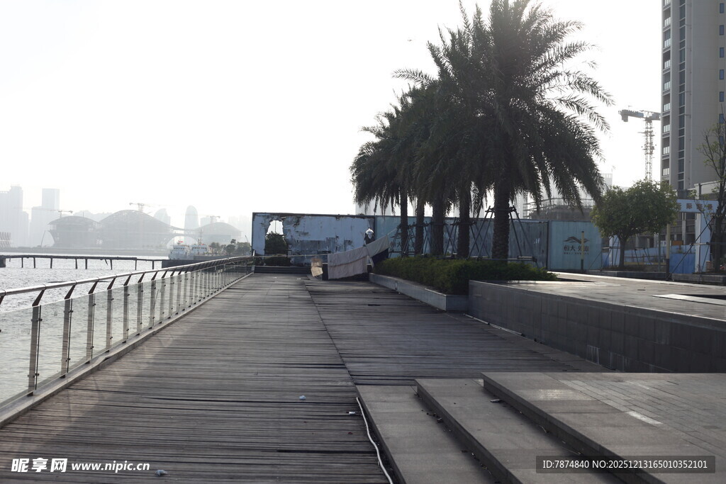 海滨步道旁的高大棕榈树