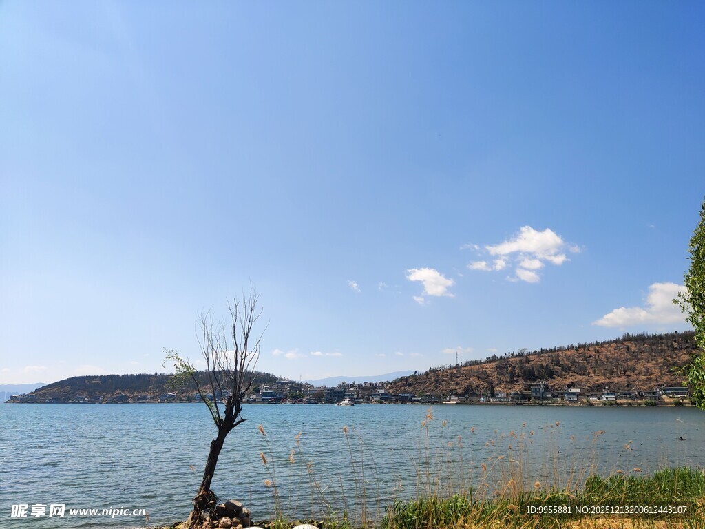 湖畔孤树宁静山水风光