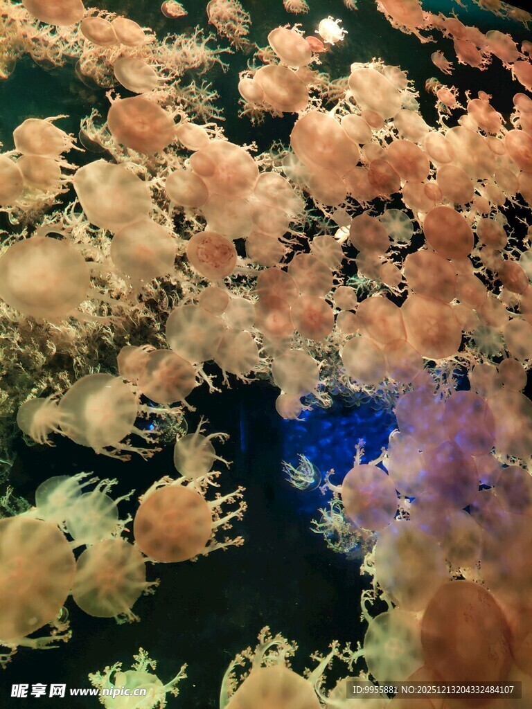 梦幻多彩珊瑚景观