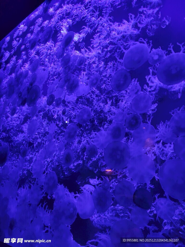 梦幻紫色海底珊瑚景观