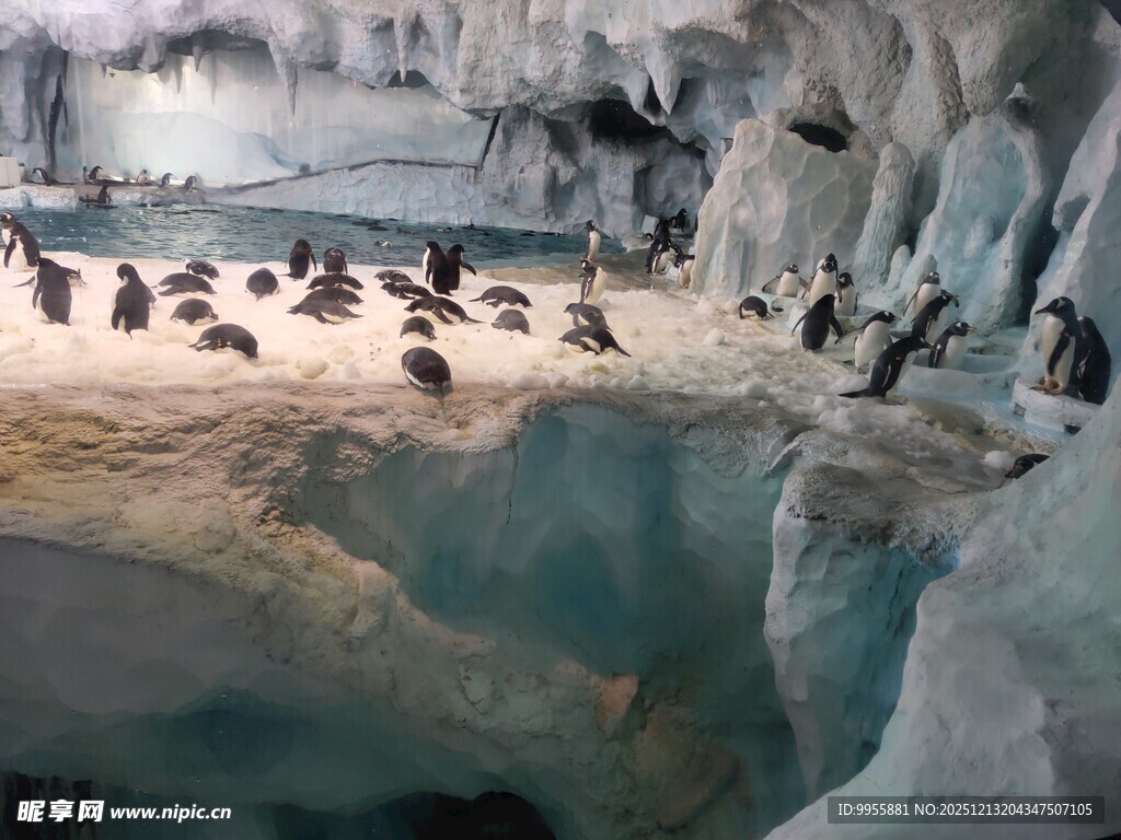 冰窟中的企鹅群