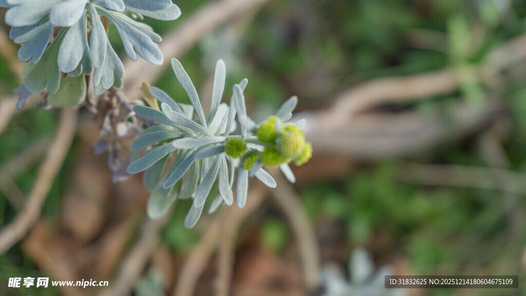 带刺植物的黄色小花