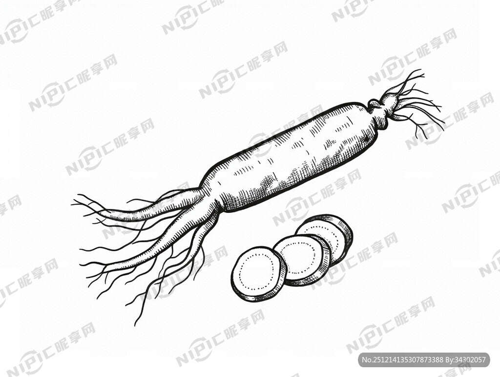 人参及人参切面手绘素描插画