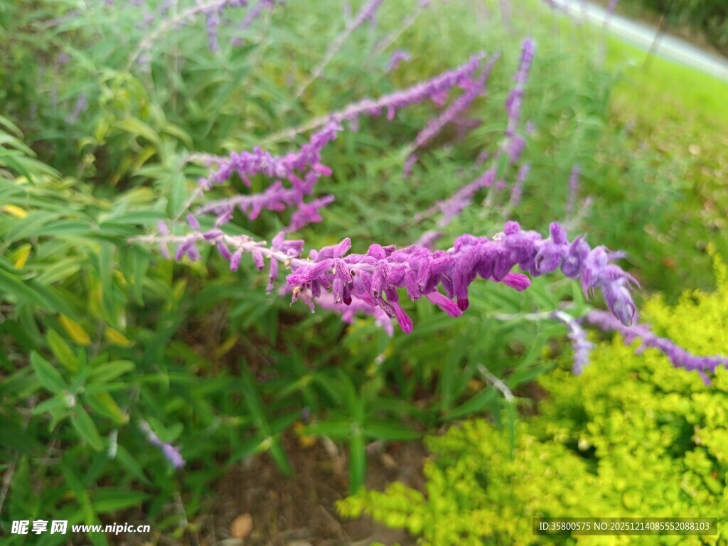 紫色穗状花绽放于绿野