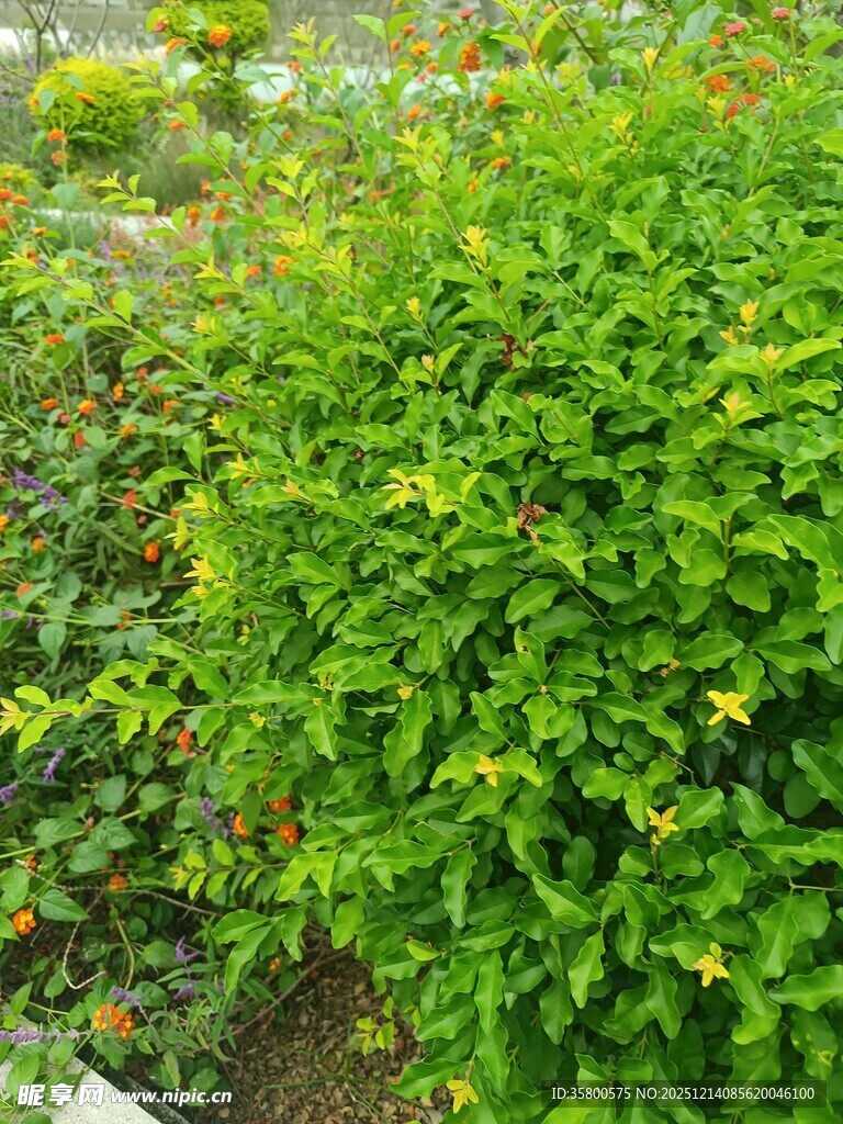 翠绿繁茂的灌木丛景观