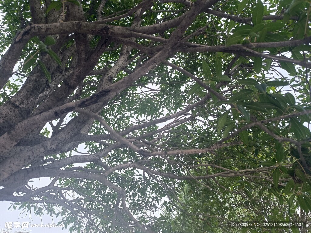 仰视繁茂树枝与绿叶