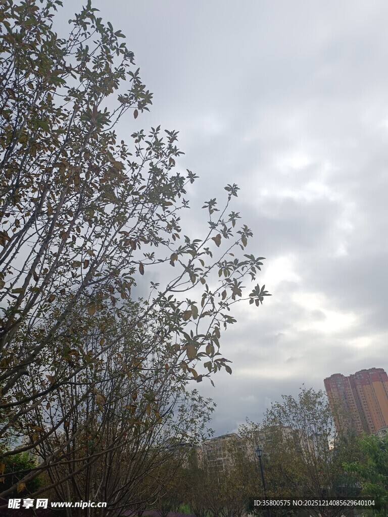 阴天中的树木与远处建筑