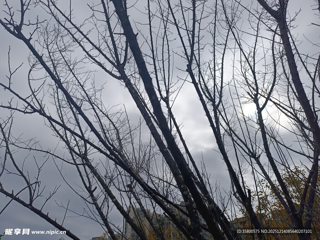 冬日枯树与阴沉天空