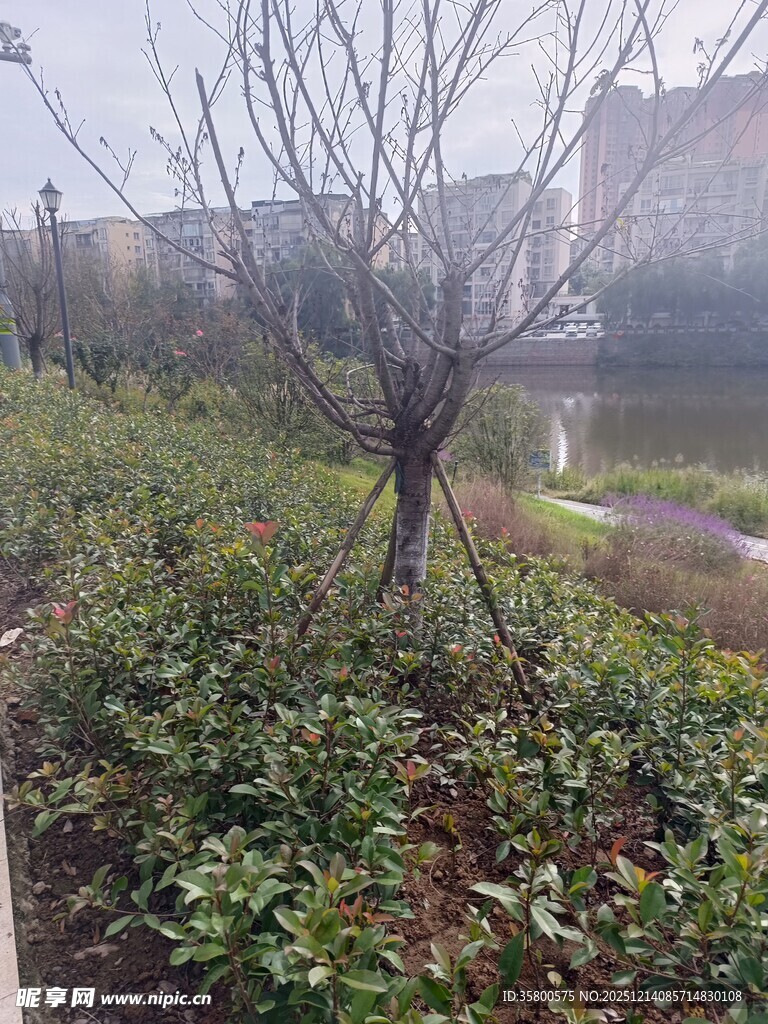 雨中园林植物景观