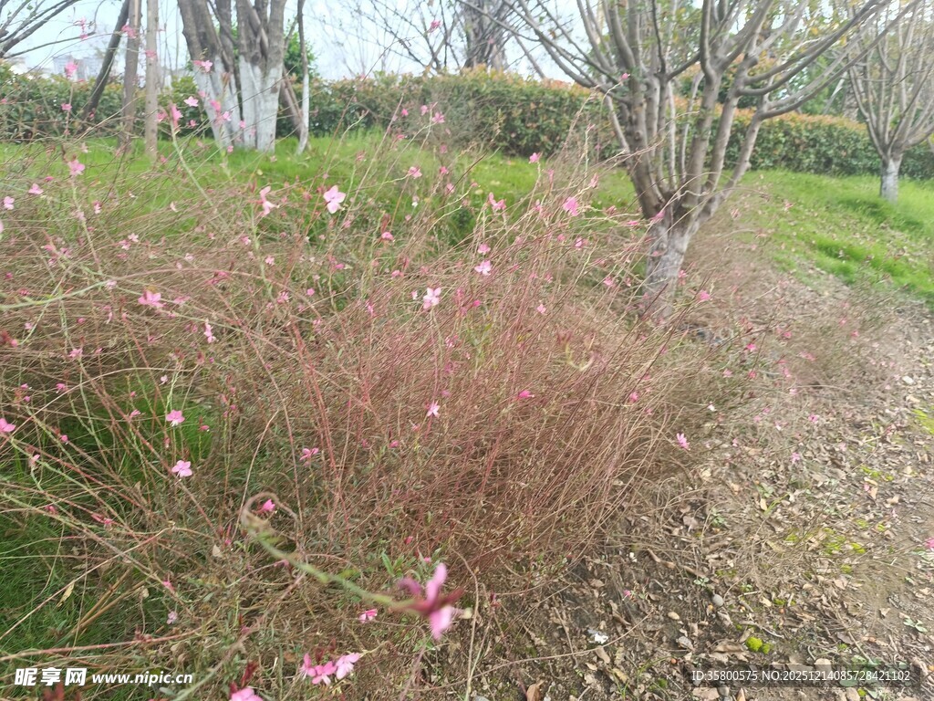 春日郊野的缤纷花草