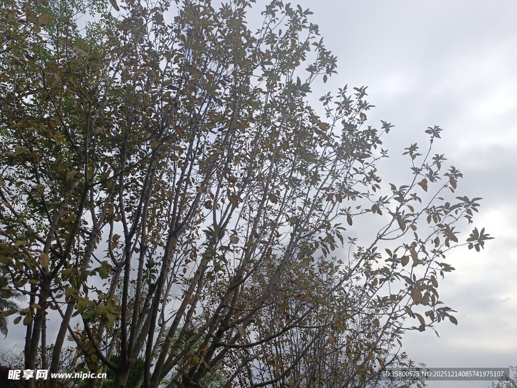 枝头绿叶映蓝天