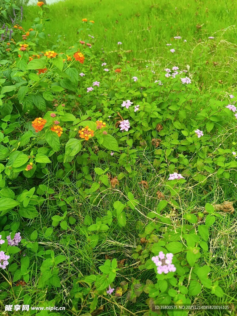 绿草间绽放多彩小花