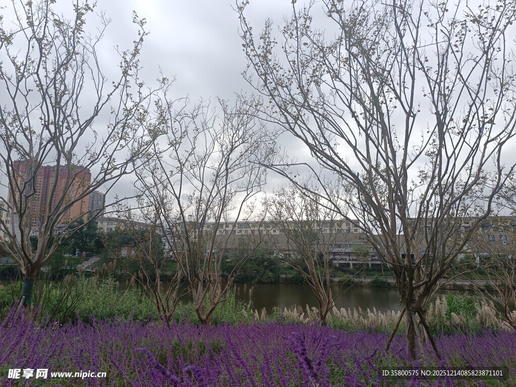 紫色花海中的树木景观