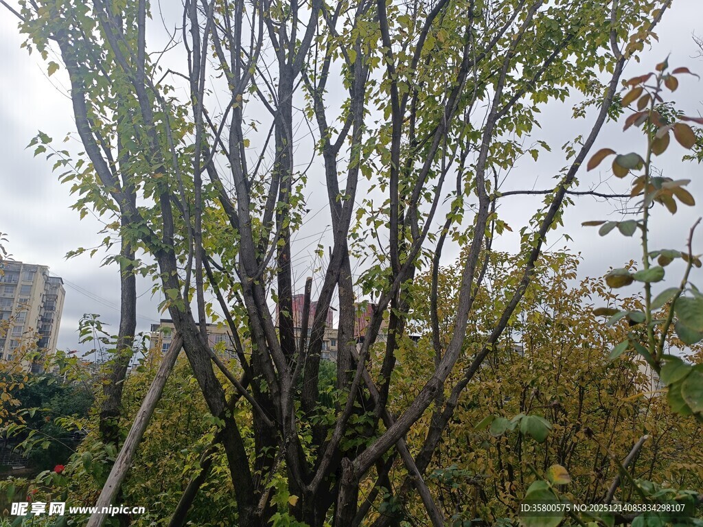 枝头新绿初绽的植物景观