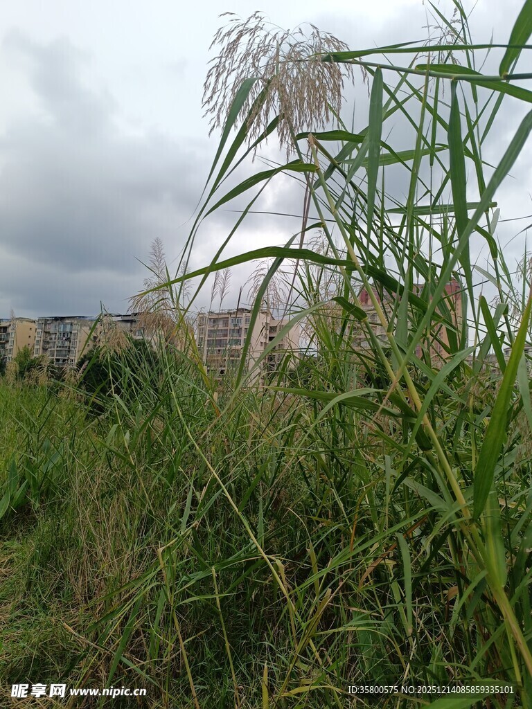 野外繁茂的绿色植物景观