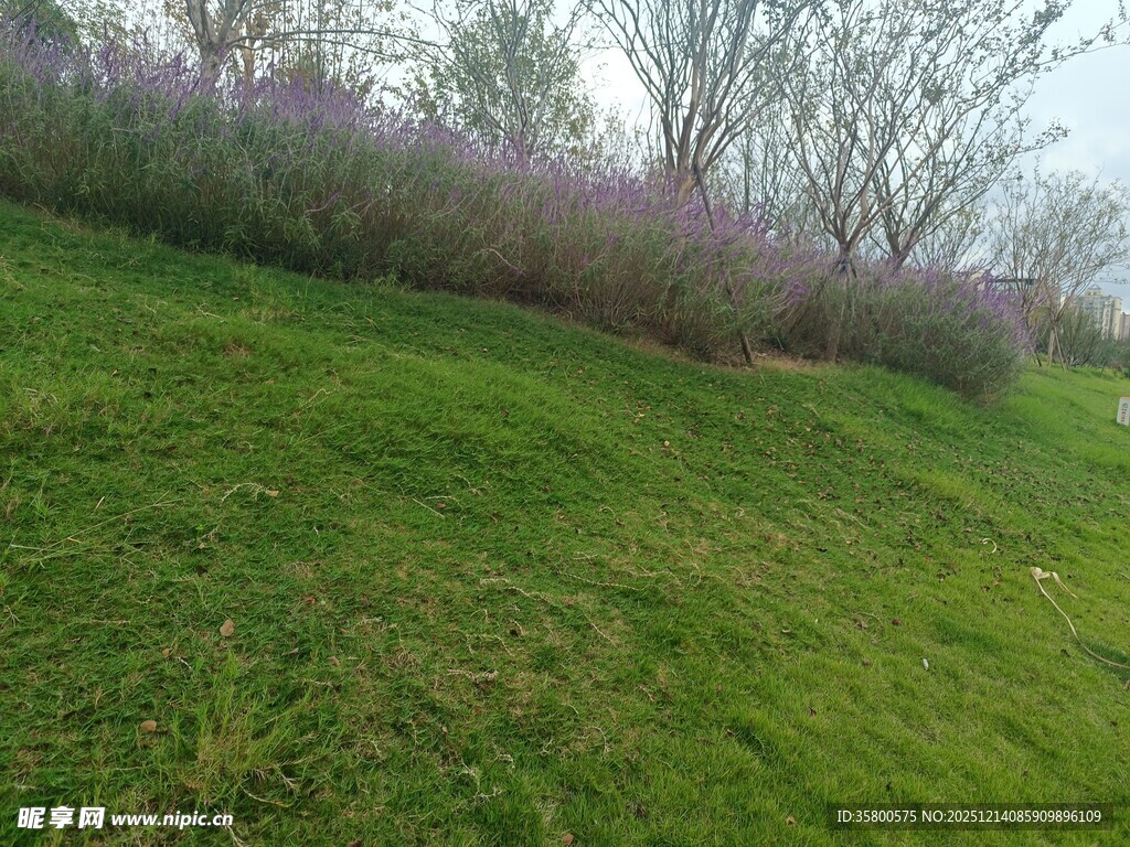 绿草如茵的斜坡景观