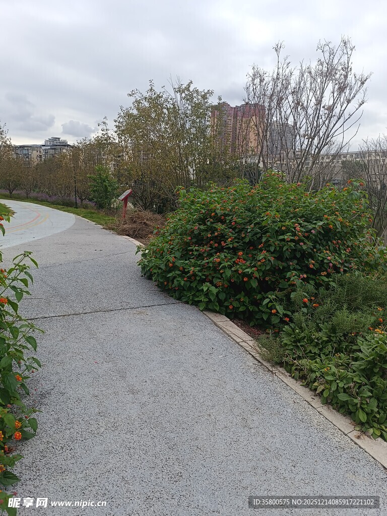 城市中的幽静小路