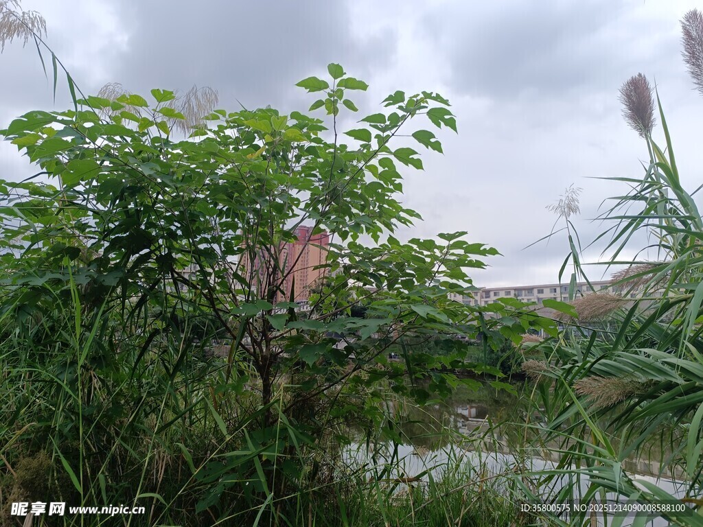 野外绿植与朦胧天空景象