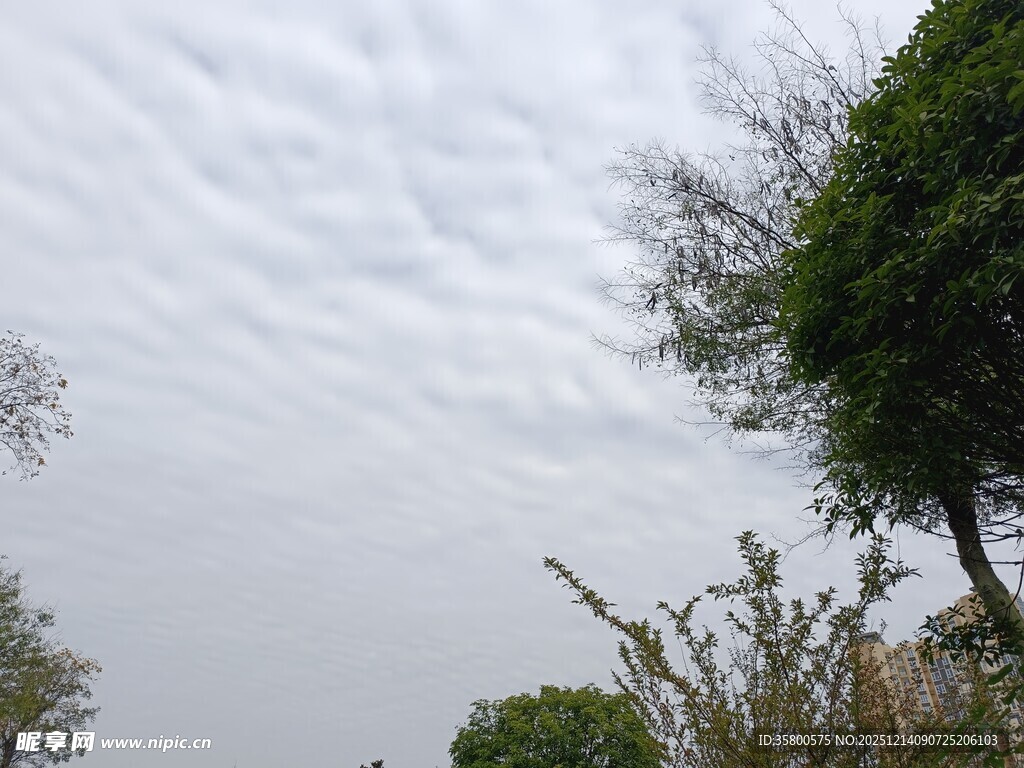 天空下的树木与云层