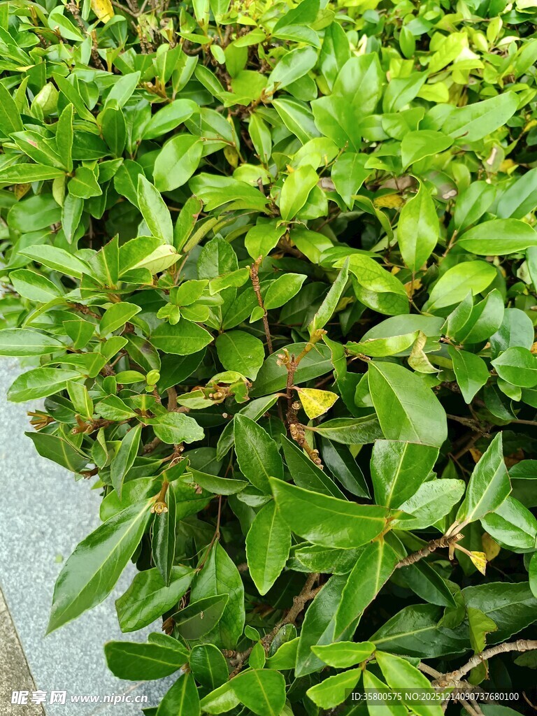 翠绿繁茂的绿叶植物