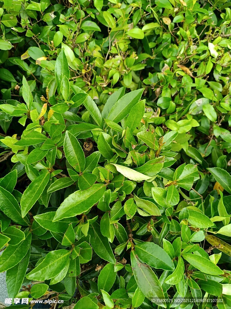 翠绿繁茂的清新灌木丛