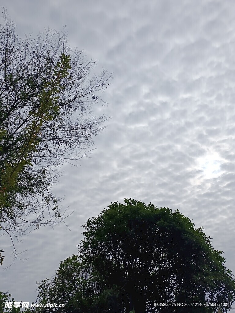 天空下的树木与云朵