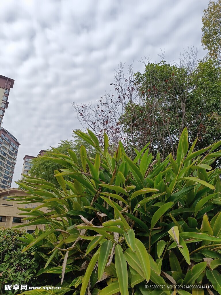 绿植环绕中的建筑一角